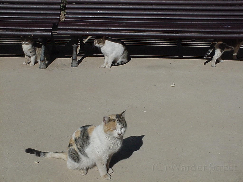 Alhambra Cats.jpg